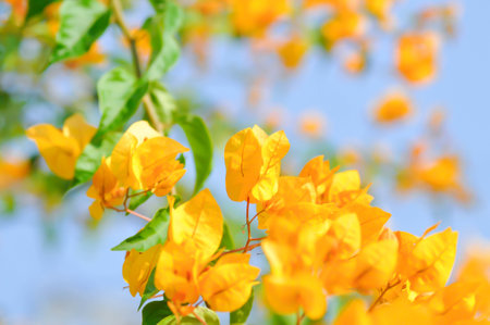Bougainvillea or paper flower , yellow paper flower and sky background
