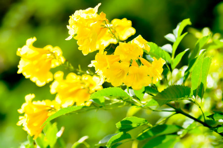 Trumpet vine, Yellow, Yellow bell or Yellow elder or  tecoma stans in the gardenの写真素材