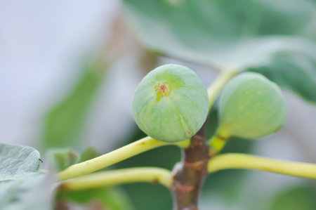 Fig , Ficus carica L or Moraceae or fig seed on the treeの写真素材