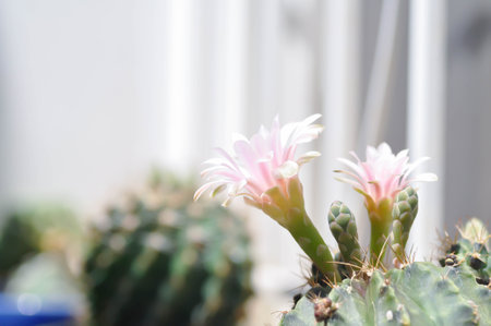 Gymnocalycium ,Gymnocalycium mihanovichii or gymnocalycium mihanovichii variegated with flower or cactus flowersの写真素材
