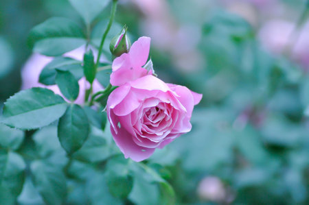 pink rose or Garden roses , zaide rose or William Christie Rose or Mary Rose or Rosa damascena  Mill or  Rose or Damask rose or Rosaceae or violet flower or purple flowersの写真素材