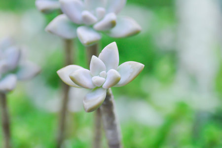 Kalanchoe, Kalanchoideae or Crassulaceae or K blossfeldiana or Magnoliophyta or succulent plantの写真素材
