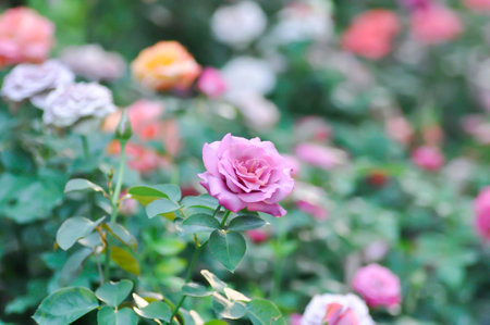 pink rose or Garden roses , zaide rose or William Christie Rose or Mary Rose or Rosa damascena  Mill or  Rose or Damask rose or Rosaceae or violet roseの写真素材
