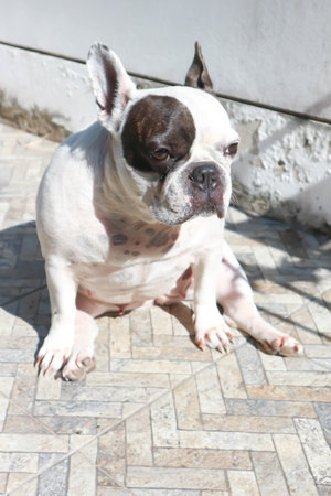 dog or french bulldog, unaware dog or sitting dog on the floorの写真素材