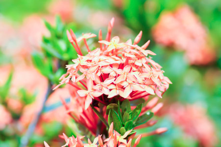 Ixora chinensis Lamk, Ixora spp or Zephyranthes or West Indian Jasmine or orange flower