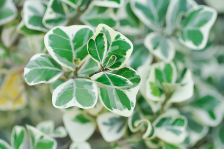 Ficus deltoidea Jack f variegata ,Mistletoe fig or Mistletoe rubber plant or MORACEAE or bicolor plantの写真素材