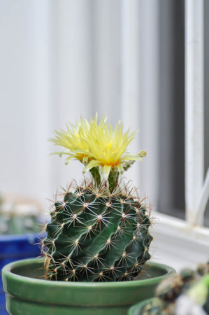Thelocactus setispinus or Ferocactus hamatacanthus , Miniature Barrel Cactus flower or yellow flower...