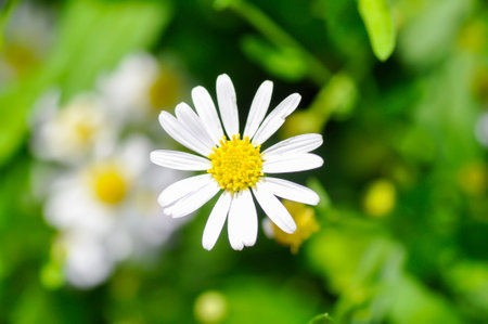 Daisy ,white daisy or English daisy or Thymophylia Tenuiloba or Dahlberg Daisy or Gold Carpet or...