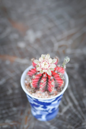 Gymnocalycium ,Gymnocalycium mihanovichii or gymnocalycium mihanovichii variegated with flower or...