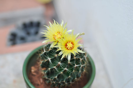 Thelocactus setispinus or Ferocactus hamatacanthus , Miniature Barrel Cactus flower or yellow flower or cactus flower in the flowerpotの写真素材