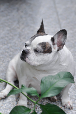 dog or french bulldog, French bulldog or old dog or old French bulldog on the floorの写真素材