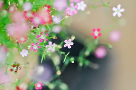 Gypsophila muralis, Gypsophila paniculata L or Babys Breath or CARYOPHYLLAZEAE or pink flower and red flowerの写真素材