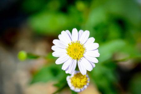 Daisy ,white daisy or English daisy or Thymophylia Tenuiloba or Dahlberg Daisy or Gold Carpet or Gloden Fleece in the gardenの写真素材