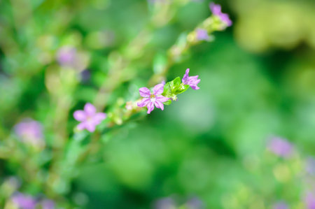 Cuphea hyssopifolia Humb, Cuphea hyssopifolia Kunth or Elfin Herb or False Heather or LYTHRACEAE or...