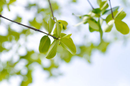 Terminalia ivorensis A Chev, Black afara or COMBRETACEAE and sky background or leaves background