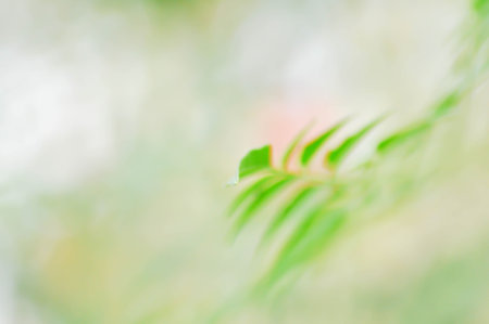 green background or leaf background , green and yellow background or blur background or abstractの写真素材