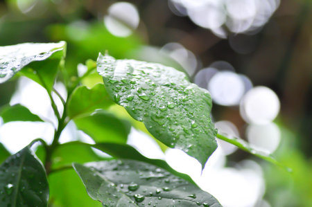 Persea americana Mill or Avocado, Lauraceae or Persea gratissima or avocado plant and rain droplet...