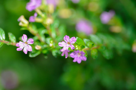 Cuphea hyssopifolia Humb, Cuphea hyssopifolia Kunth or Elfin Herb or False Heather or LYTHRACEAE or purple flowerの写真素材