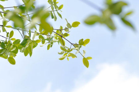 Terminalia ivorensis A Chev, Black afara or COMBRETACEAE and sky background or leaves backgroundの写真素材