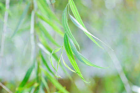 Salix babylonica var or pekinensis or Pendula or Weeping Willow or Salix babylonica L, SALICACEAE in the gardenの写真素材