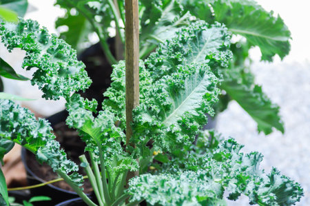 Kale , Brassicaceae or Brassica Oleracea plant in the flowerpotの写真素材