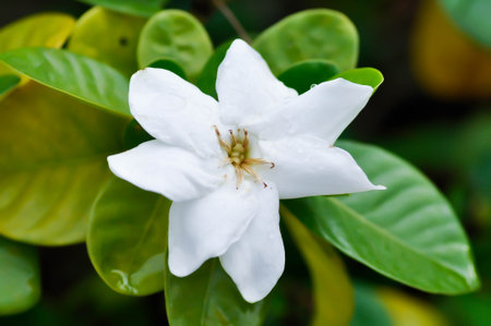 Cape jasmine, Gardenia augusta or Gardenia jasmine or Gardenia taitensis Heaven Scent or RUBIACEAE or white flowerの写真素材