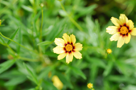 Coreopsis basalis, Asteraceae or Coreopsis or Coreopsis lanceolata or Coreopsis tinctoria Nutt or...