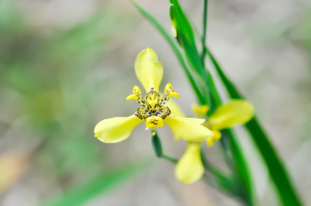 Yellow walking iris or IRIDACEAE, Neomarica longifolia Link and Otto Sprague or yellow iris or...