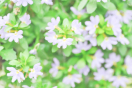 flower background or blur background Fairy Fan Flower , Half flower or Scaevola or Scaevola sp or...