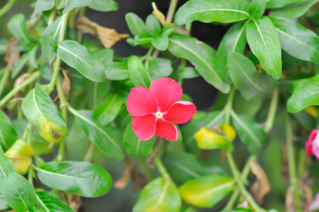 Catharanthus roseus G Don ,APOCYNACEAE or Madagascar periwinkle or Vinca or Old maid or red flowerの写真素材