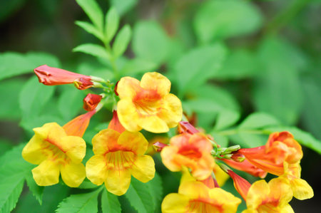 Orange Esperanza, Orangebells or Orange Trumpet Bush or Orange Star Tecoma or Orange Jubilee or...