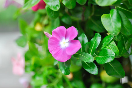 Catharanthus roseus G Don ,APOCYNACEAE or Madagascar periwinkle or Vinca or Old maid or pink flower