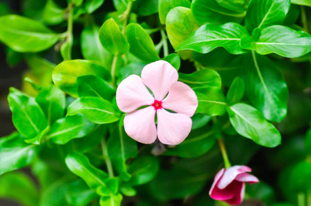 Catharanthus roseus G Don ,APOCYNACEAE or Madagascar periwinkle or Vinca or Old maid or pink flowerの写真素材