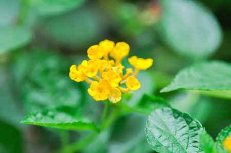 Lantana camara L, Cloth of gold or Hedge flower or Lantana or Weeping lantana or White sage or...