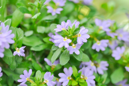 Fairy Fan Flower , Half flower or Scaevola or Scaevola sp or purple flower in the gardenの写真素材