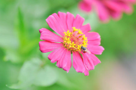Zinnia violacea Cav, Z violacea or Plantae, Asteraceae or Magnoliopsida or Zinnia violacea or pink flower and a bee in the gardenの写真素材