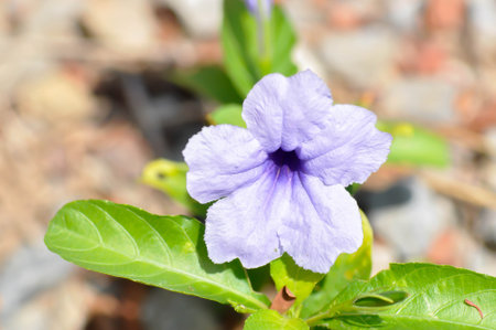 Hygrophila erecta, Wild Petunia or Waterkanon, Watrakanu or Minnieroot or Iron root or purple flower...