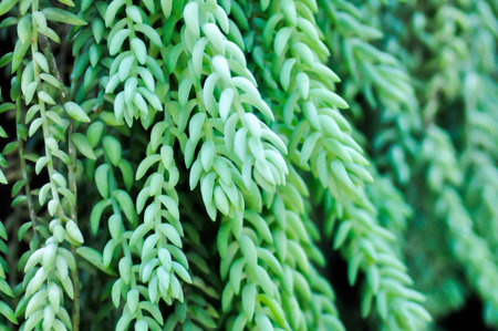 Sedum morganianum, Crassulaceae or Sedum or succulents plantの写真素材