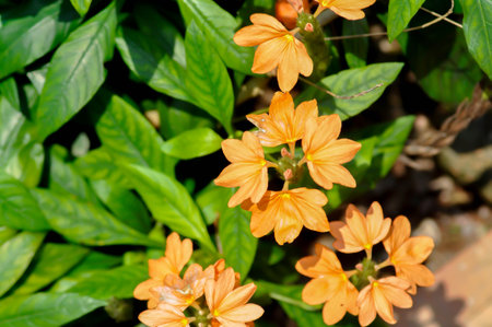 Crossandra or ACANTHACEAE, ,crossandra infundibuliformis or  Crossandra infundibuliformis Merr or orange flowerの写真素材