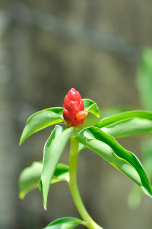 Costus speciosus, Crape ginger or Malay ginger or Cheilocostus speciosus, Costaceae or red flower