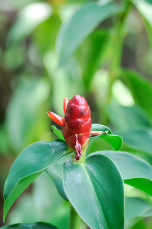 Costus speciosus, Crape ginger or Malay ginger or Cheilocostus speciosus, Costaceae or red flower