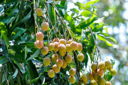 Lychee, Litchi or Lichee or Lichi or Litchi chinensis Sonn or SAPINDACEAE or Lychee seedの写真素材