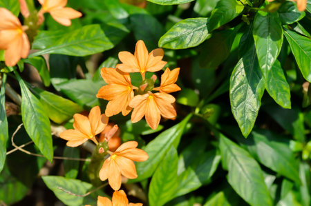 Crossandra or ACANTHACEAE, ,crossandra infundibuliformis or  Crossandra infundibuliformis Merr or orange flowerの写真素材