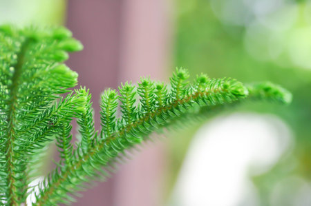 Araucaria cunninghamii, Araucaria heterophylla or Araucaria heterophylla Salisb Franco or Araucariaeae or Hoop pineの写真素材