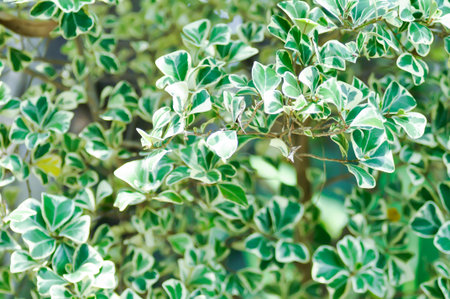 Mistletoe Fig, Mistletoe Rubber Plant or Ficus deltoidea or Ficus deltoidea Jack f variegata or MORACEAE  or bicolor plantの写真素材