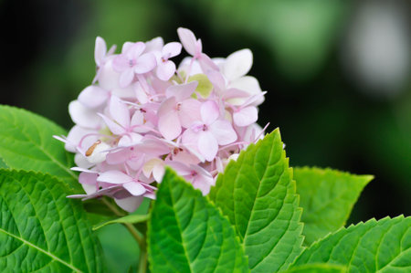hydrangea flowers , Hydrangea or macrophylla or Hydrangeaceaeの写真素材