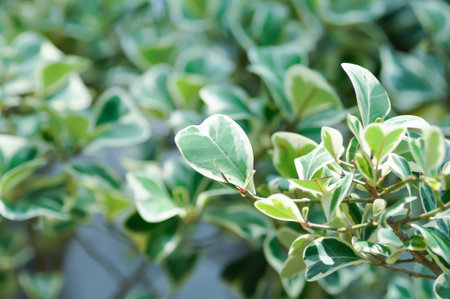 Mistletoe Fig, Mistletoe Rubber Plant or Ficus deltoidea or Ficus deltoidea Jack f variegata or MORACEAE  or bicolor plantの写真素材