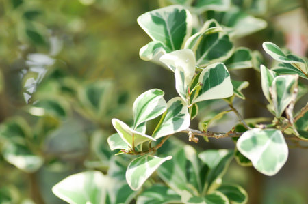 Mistletoe Fig, Mistletoe Rubber Plant or Ficus deltoidea or Ficus deltoidea Jack f variegata or MORACEAE  or bicolor plantの写真素材