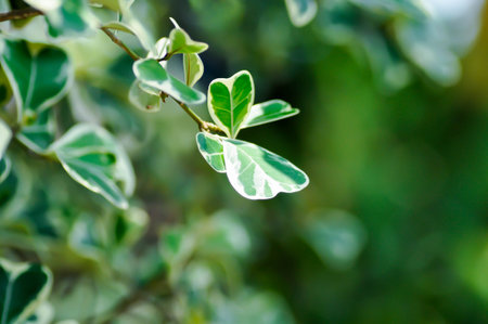 Mistletoe Fig, Mistletoe Rubber Plant or Ficus deltoidea or Ficus deltoidea Jack f variegata or...