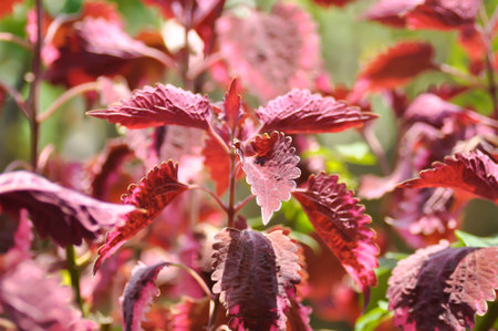 Coleus, Labiatae, Lamiaceae or Painted Nettle or Plectranthus scutellarioides or Solenostemon scutellarioides or red plantの写真素材